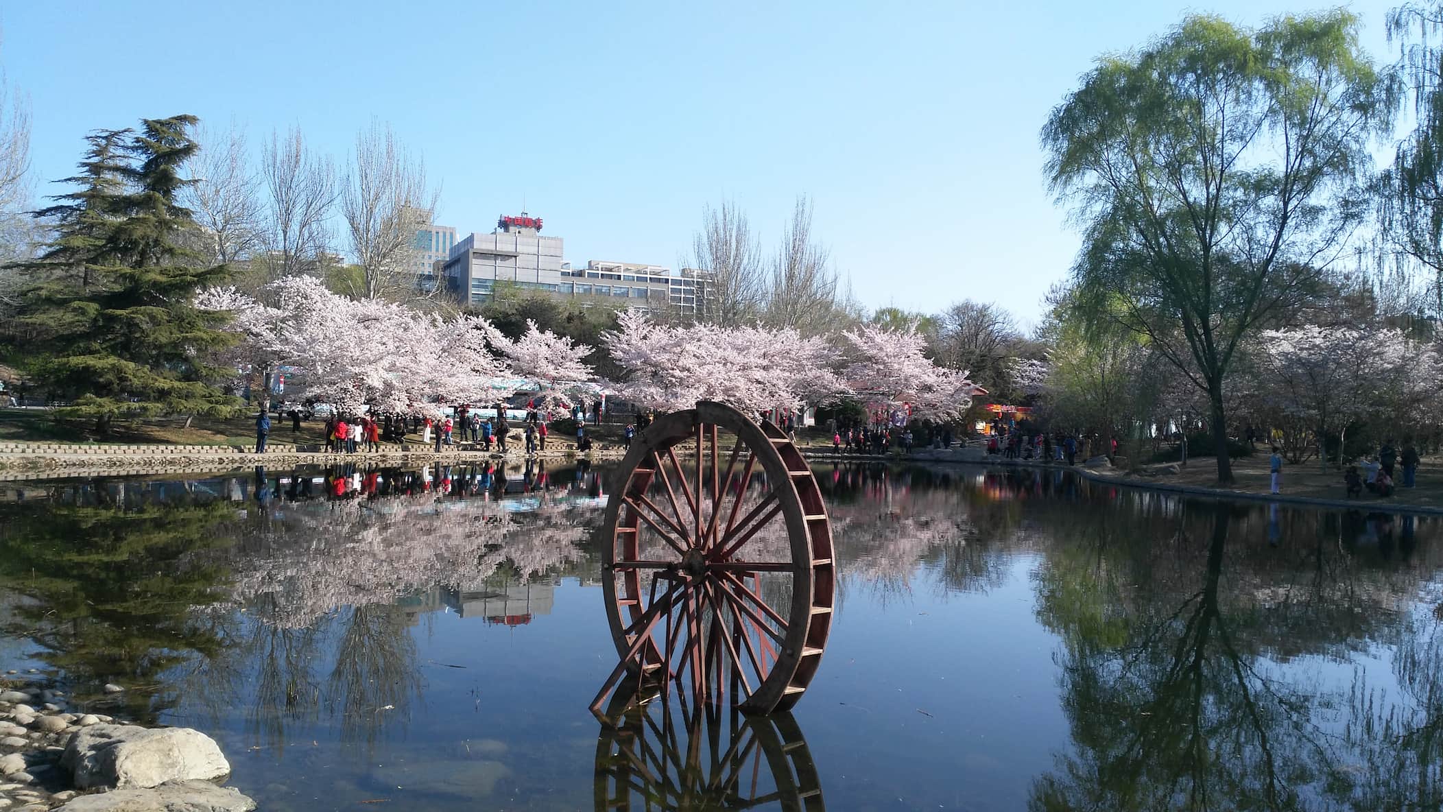 城市漫步——玉渊潭